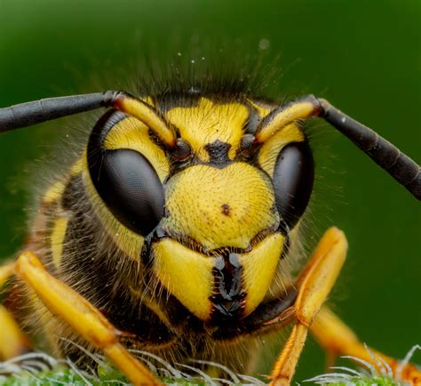 🔥Western Yellow Jacket : r/NatureIsFuckingLit