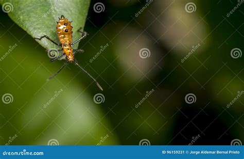 Image result for Alien Bug in Orange Tree