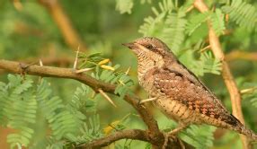 Eurasian Wryneck Spotted in Tiruppur – GKToday
