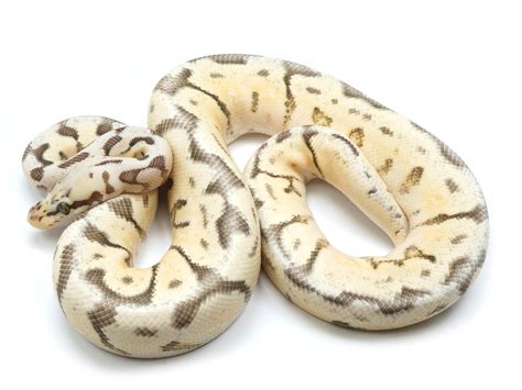 Image result for Killer Bee Ball Python