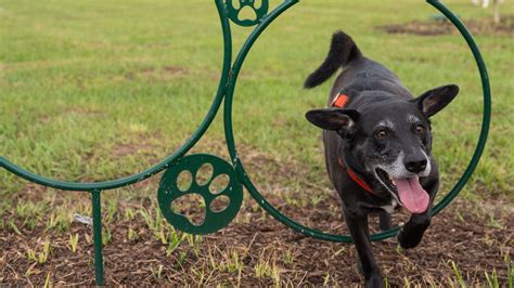 PHOTOS | Dog park opens at Apalachee Regional Park