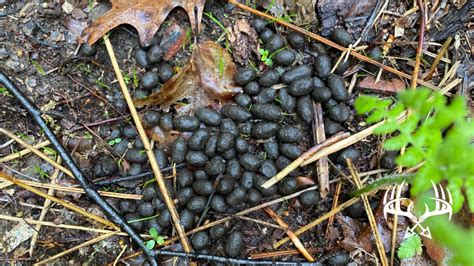 Deer Droppings: What all Hunters Need to Know