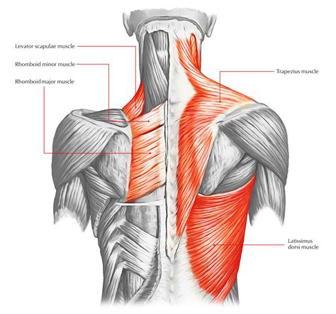 Image result for Back Muscle Chart