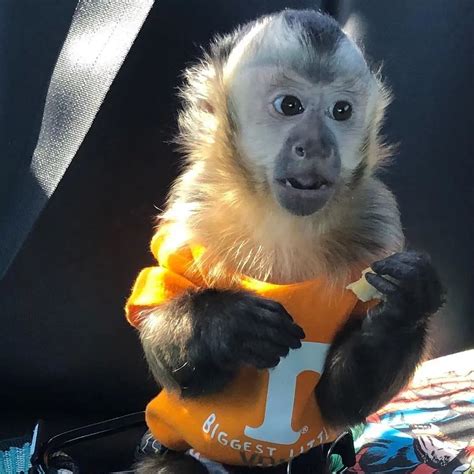 Well Trained Capuchin Monkeys