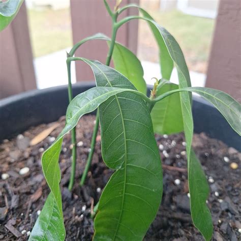 Image result for Mango Leaf Problems