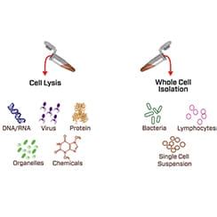 Image result for Protein Extraction Process