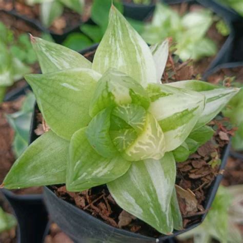 Variegated Haworthia cymbiformis – Rare Rosette Succulent | Cream ...