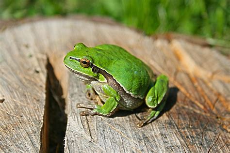 Why Frogs Are Green