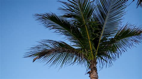 Wallpaper palm tree, sky, garland, minimalism hd, picture, image