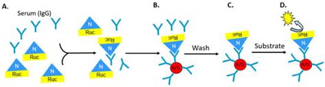 Advancing Luciferase-Based Antibody Immunoassays to Next-Generation Mix ...