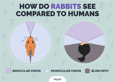 Can Rabbits See Colors? Vet-Appproved Eye Facts | Hepper Pet Resources