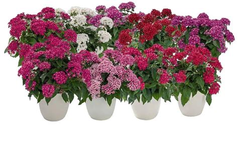 Pentas Graffiti 20/20 Mix Flower Seeds – ChhajedGarden.com