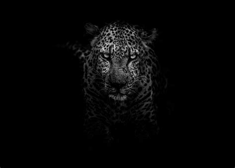 Dark Animals Wallpapers - Wallpaper Cave