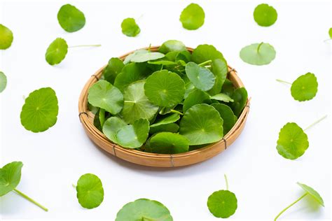 What is Centella Asiatica? The Ancient Healing Herb Your Skin Needs ...