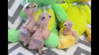 Image result for 3 Week Old Baby Rabbit