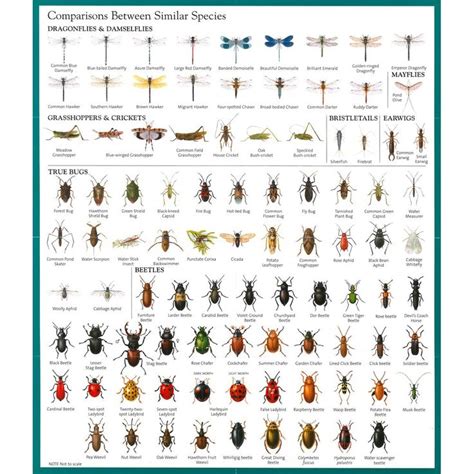 Image result for Flying Bug Identifier