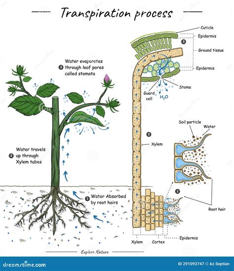 Process Of Transpiration
