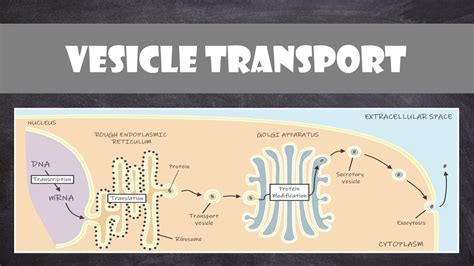 31 Facts About Vesicular Transport - Facts.net