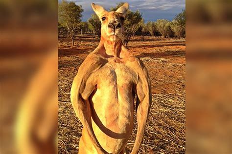 Roger The Kangaroo