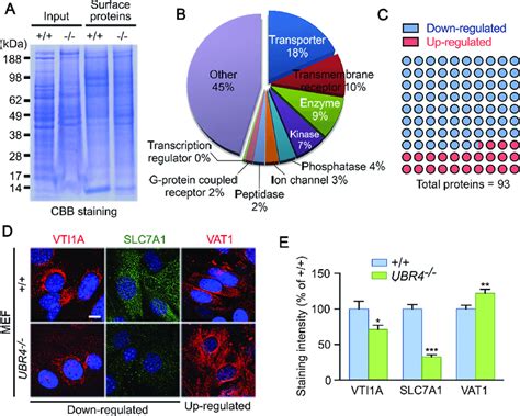 Image result for Cell Surface Protein Staining Tracking