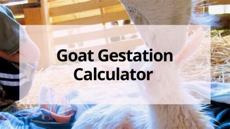 Goat Gestation Calculator to Calculate Your Goat's Due Date