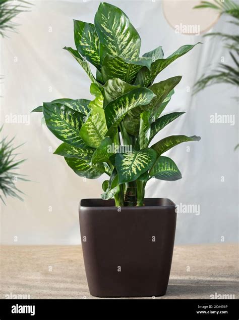 Dieffenbachia Dumb canes plant in the black pot Stock Photo - Alamy