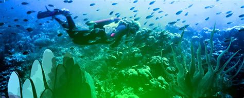 Sea Exploration 的图像结果