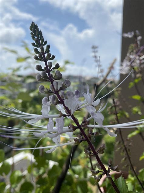 CAT’S WHISKERS Plant (white) / Misai Kucing (Orthosiphon Aristatus ...
