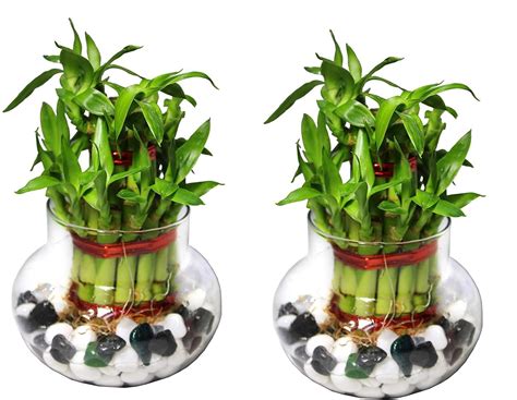 Bamboo3075 2 Layer Lucky Bamboo Plant with Pot Pack of 2 PCS : Amazon ...