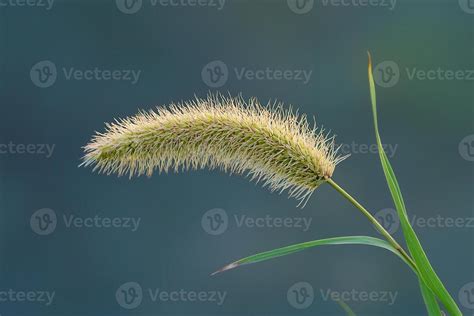 Image result for Wild Python Tail