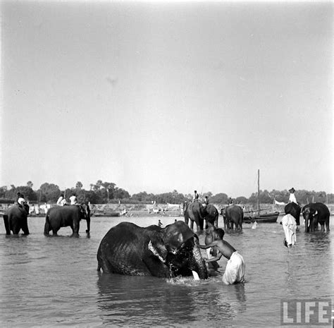 Elephants in Sonepur Cattle Fair in Bihar 1952 - Part 3 - Old Indian Photos