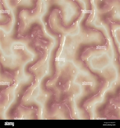 Image result for Brain Tissue Sample