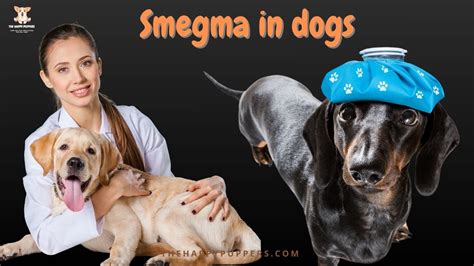 Smegma in dogs: a complete guide - The Happy Puppers
