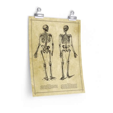 Human Skeleton Antique Anatomy Print / Science Medical Chart | Etsy