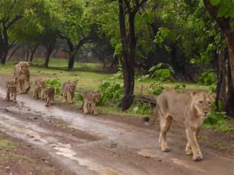 Gir Forest Lion Family Sighting; Sasan Visavadar Road Unique View