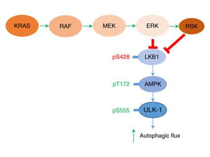 Olaparib for Pancreatic Cancer with BRCA Mutations - NCI