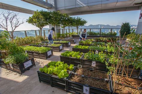 Urban Roof Gardens