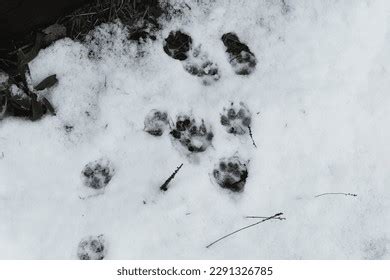 89 Raccoon Tracks Snow Royalty-Free Images, Stock Photos & Pictures ...