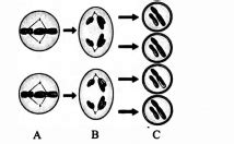 Identify the phase ‘C’ of the cell cycle given below