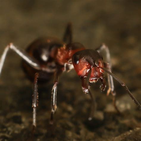 Earwigs: A Pest Control Guide for the "Pincher Bug"