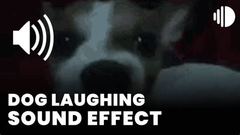 Funny Laughing Meme Soiund Effect 的图像结果