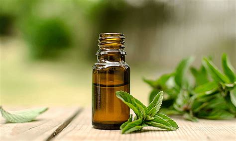 Image result for THC Extractor Machine