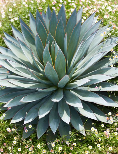 15 Hardy Types of Agave Plants That Can Handle the Cold