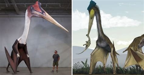 Quetzalcoatlus Paleontology World Soška Quetzalcoatlus Red Ver.