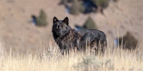 Image result for Yellowstone Park Wolves