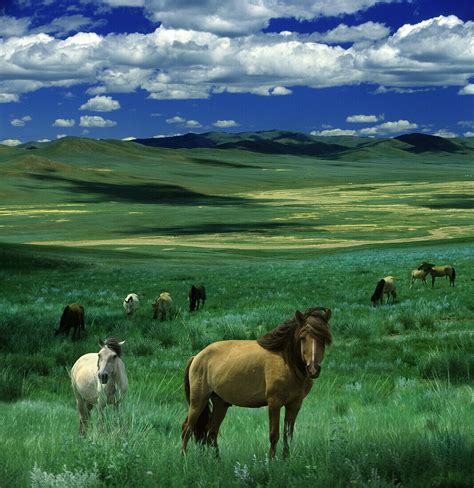 Wild horses in Mongolian Steppe, Gobi … – License image – 70044122 ...