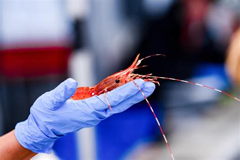 Spot Prawn Day | Tourism Richmond, BC