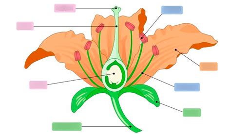 Flower Structure 的图像结果