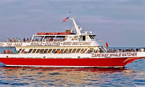Cape May Whale Watcher - From $34 - Cape May | Groupon