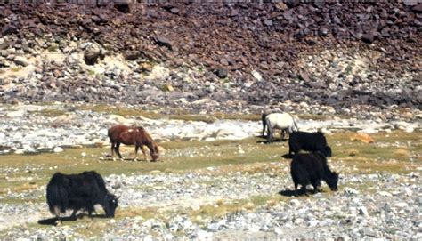 Environmental Impact Assessment of the National Large Solar Telescope ...